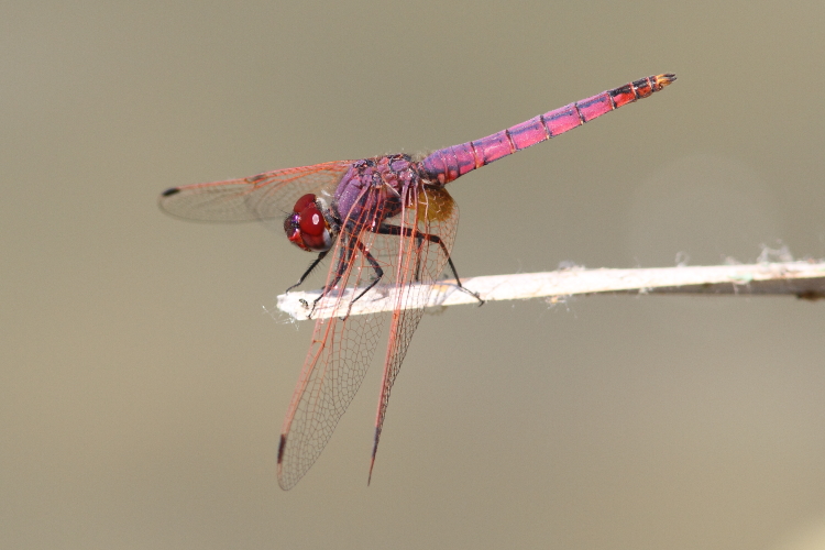 J14_1283 Trithemis annulata male.JPG